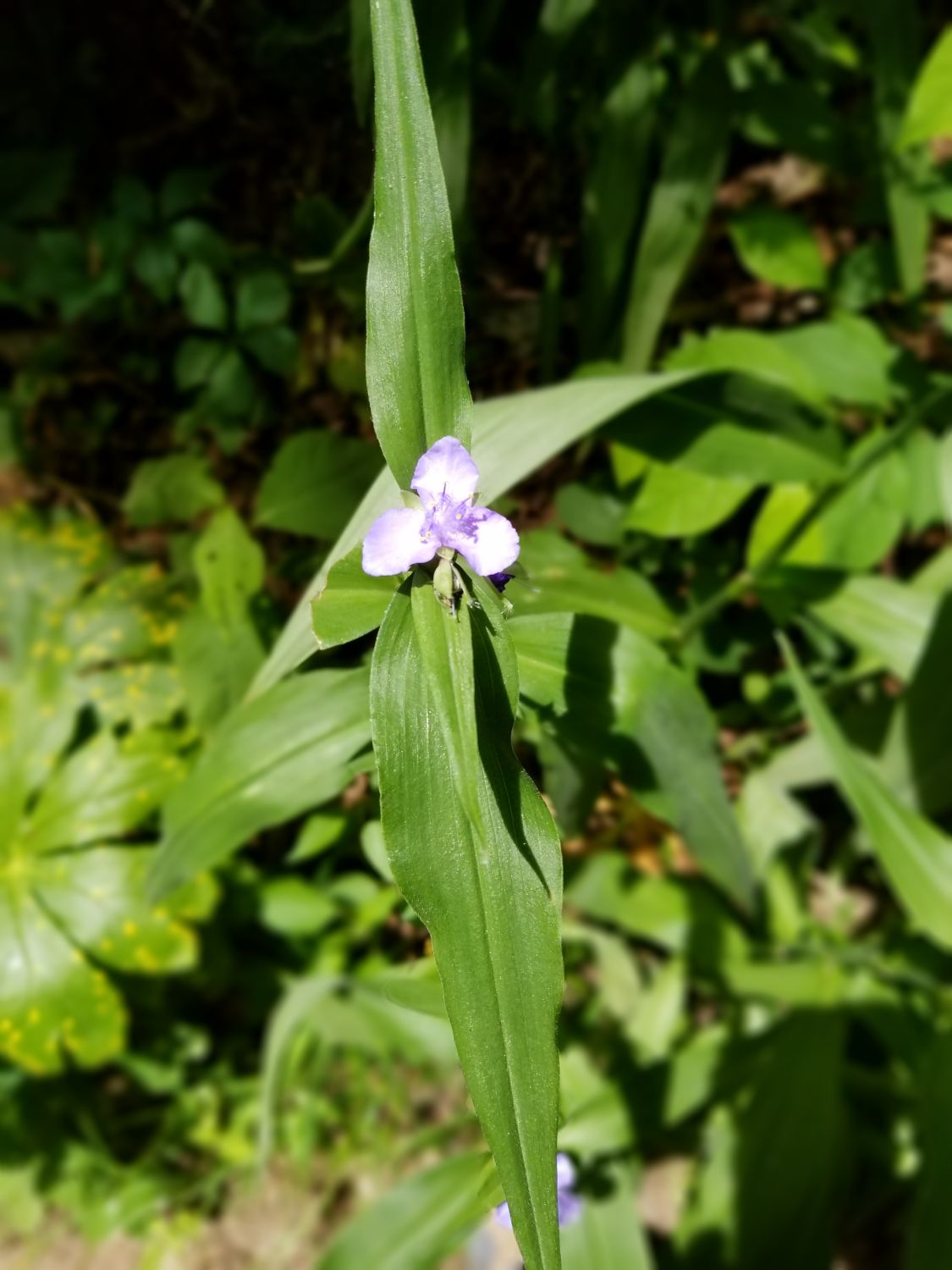 Giant City SP - Trillium Trail 